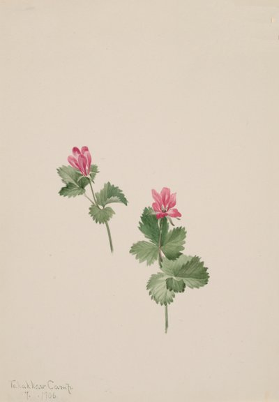 Rubus articus, 1881 od Mary Vaux Walcott