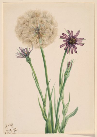 Salsify (Tragopogon porrifolius) od Mary Vaux Walcott