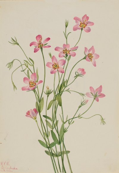 Saltmarsh Rosegentian Sabbatia stellaris, 1926. od Mary Vaux Walcott