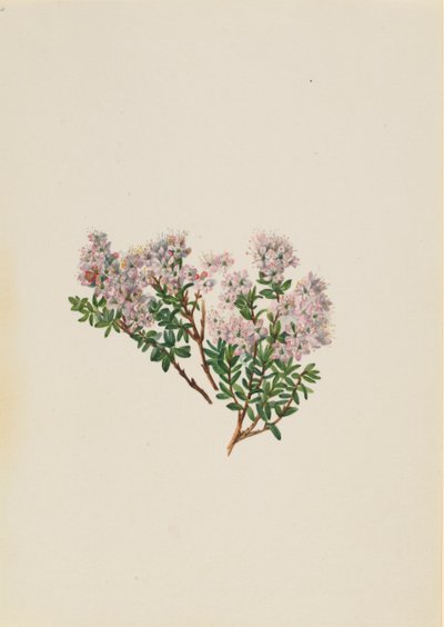 Myrta písečná Leiophyllum lyoni, ca. 30. léta 20. století. od Mary Vaux Walcott