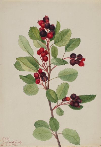Saskatoon (Amelanchier alnifolia) od Mary Vaux Walcott