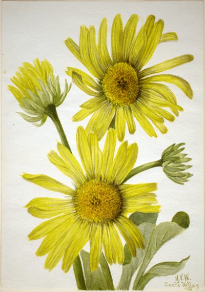 Satinleaf Goldenhead (Enceliopsis covillei) od Mary Vaux Walcott