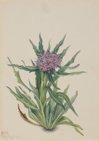 Saussurea Saussurea densa, 1925. od Mary Vaux Walcott