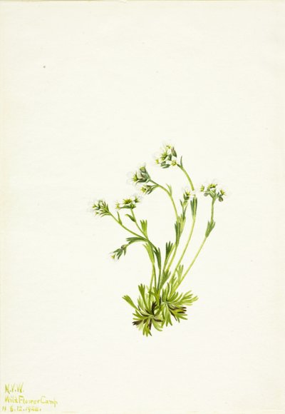 Lomikámen (Saxifraga caespitosa) od Mary Vaux Walcott