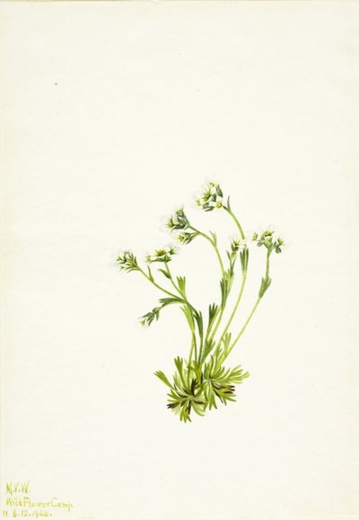 Saxifrage Saxifraga caespitosa, 1924 od Mary Vaux Walcott
