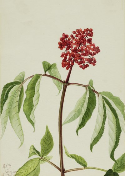 Starší šarlatový Sambucus pubens, 1922. od Mary Vaux Walcott