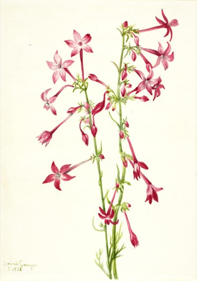 Gilia šarlatová (Gilia aggregata) od Mary Vaux Walcott