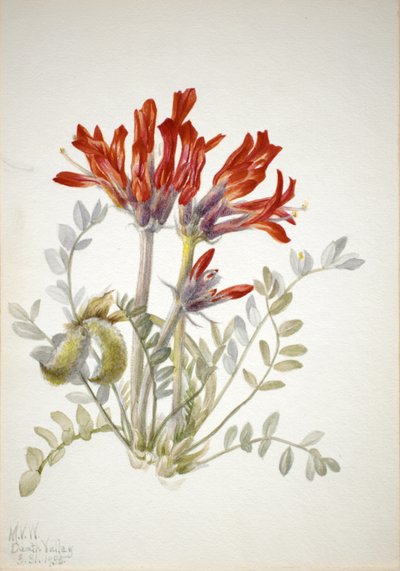 Scarlet Loco Astragalus coccineus, 1935. od Mary Vaux Walcott