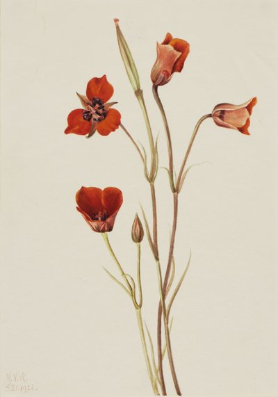 Mariposa šarlatová (Calochortus kennedyi) od Mary Vaux Walcott