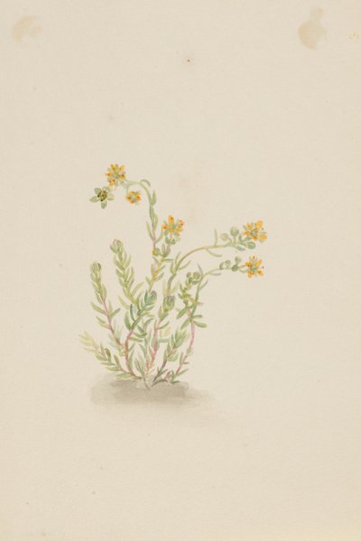 Sedum stenopetalum od Mary Vaux Walcott