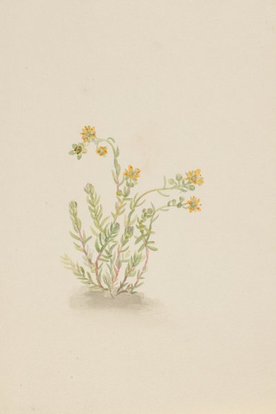 Sedum stenopetalum, ca. 1917-1918. od Mary Vaux Walcott