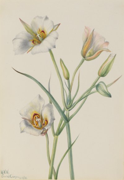 Lilie Sego (Calochortus nuttallii) od Mary Vaux Walcott