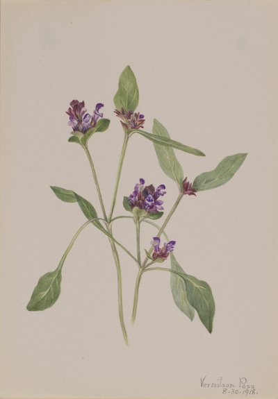 Self-Heal (Prunella vulgaris) od Mary Vaux Walcott