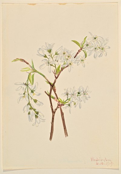Shadbush (Amelianchier oblongifolia) od Mary Vaux Walcott