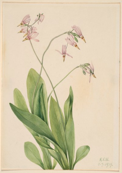 Shooting Star (Dodecatheon meadia) od Mary Vaux Walcott