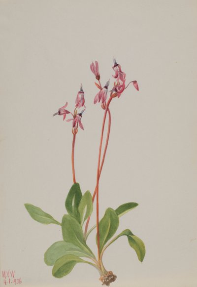 Shooting Star Dodecatheon hendersonii, 1936. od Mary Vaux Walcott