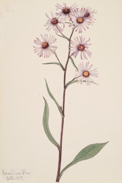 Nápadná hvězdnice nápadná, 1917 od Mary Vaux Walcott