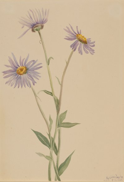 Okázalý Fleabane Erigeron salsuginosus, 1902. od Mary Vaux Walcott