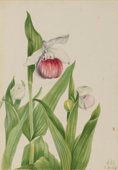 Střevíčník pantoflíček (Cypripedium reginae) od Mary Vaux Walcott