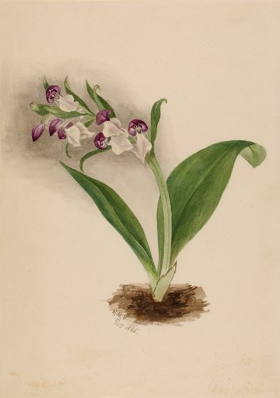 Nápadné orchideje od Mary Vaux Walcott