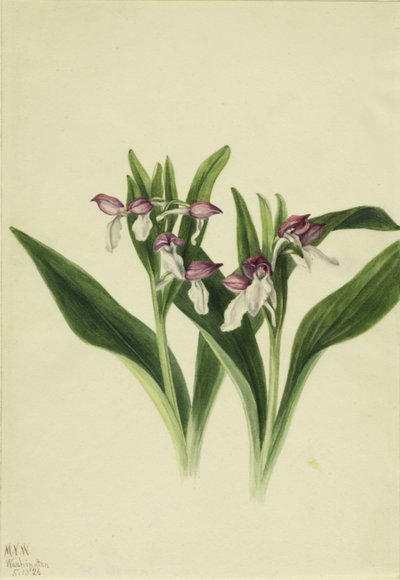 Vstavač oslnivý (Orchis spectabilis) od Mary Vaux Walcott