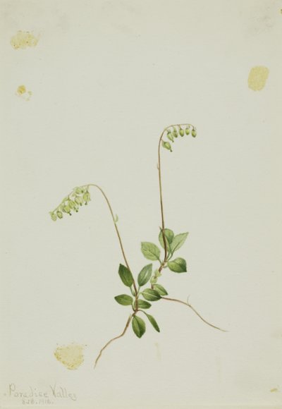 Boční zvonky Pyrola (Pyrola secunda) od Mary Vaux Walcott