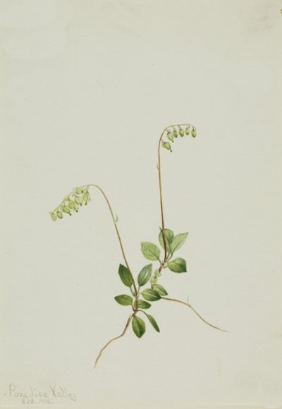 Sidebells Pyrola Pyrola secunda, 1916. od Mary Vaux Walcott