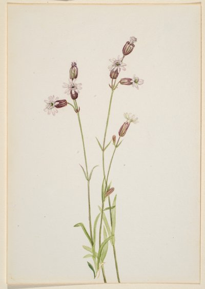 Silene multicaulis od Mary Vaux Walcott