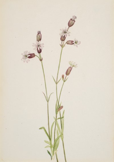 Silene multicaulis, ca. 1900-1920. od Mary Vaux Walcott