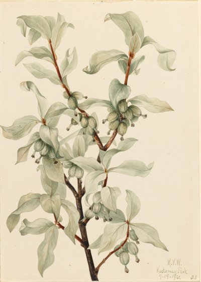 Stříbrník obecný (Elaeagnus commutata) od Mary Vaux Walcott