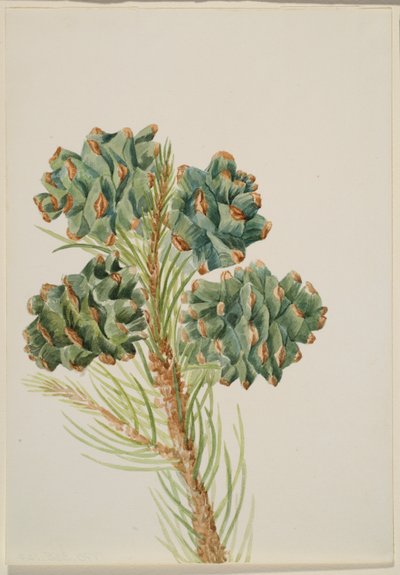 Borovice jednolistá (Pinus monophylla) od Mary Vaux Walcott