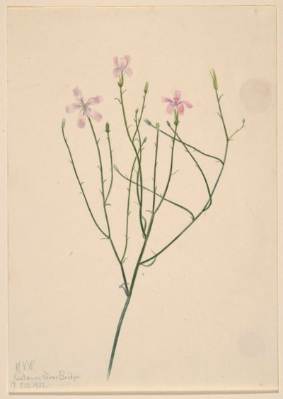 Květina kostlivce (Lygodesmia juncea) od Mary Vaux Walcott