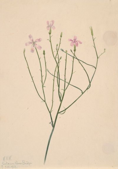 Skeleton Flower Lygodesmia juncea, 1923. od Mary Vaux Walcott