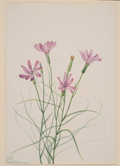 Kostival (Lygodesmia grandiflora) od Mary Vaux Walcott