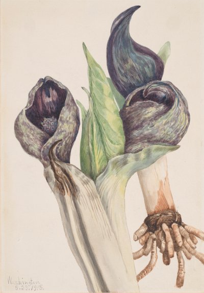 Spartiyema Poetida pro Sakunk Kabba, 1918. od Mary Vaux Walcott