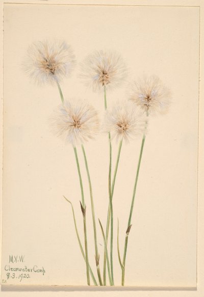 Bavlník štíhlý (Eriophorum chamissonis) od Mary Vaux Walcott