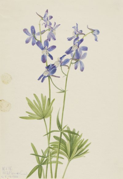 Skřivanec štíhlý (Delphinium depauperatum) od Mary Vaux Walcott