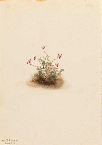 Brusnice malá (Oxycoccus palustris) od Mary Vaux Walcott