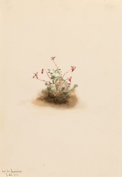 Malá brusinka Oxycoccus palustris, 1911. od Mary Vaux Walcott