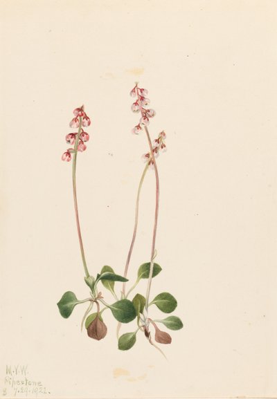 Pyrola malá (Pyrola minor) od Mary Vaux Walcott