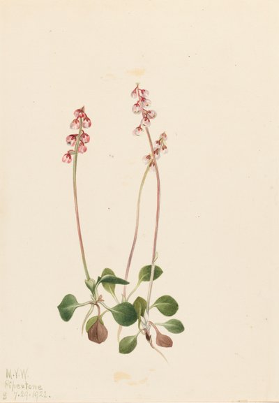 Malá pyrola Pyrola minor, 1922. od Mary Vaux Walcott