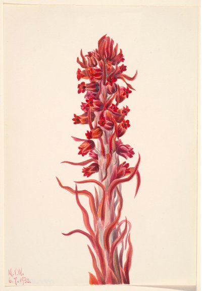Sněhová rostlina (Sarcodes sanguinea) od Mary Vaux Walcott
