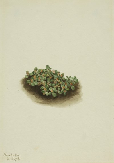Vrba sněžná (Salix nivalis) od Mary Vaux Walcott