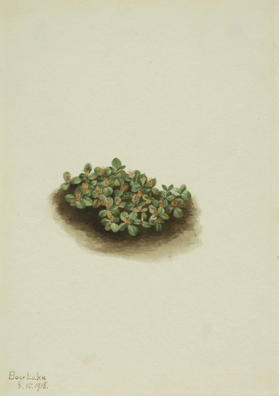 Sněžná vrba Salix nivalis, 1918. od Mary Vaux Walcott