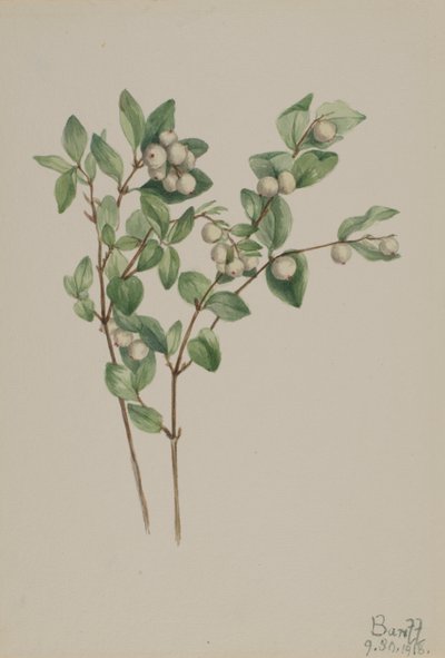 Snowberry Symphoricarpos albus, 1918. od Mary Vaux Walcott