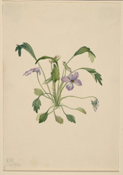 Violka jižní (Viola digitata) od Mary Vaux Walcott