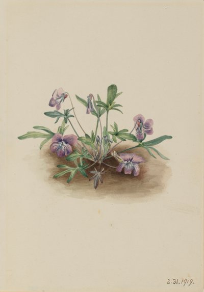 Fialka jižního pobřeží (Viola septemloba) od Mary Vaux Walcott