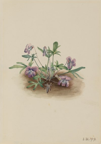 Violet Viola septemloba z jižního pobřeží, 1919. od Mary Vaux Walcott