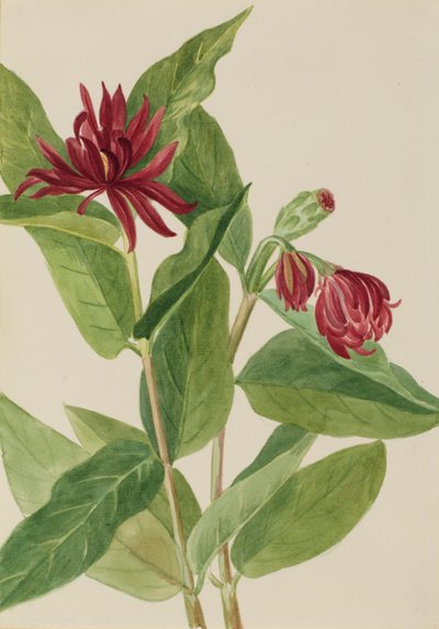 Spicebush (Calycanthus occidentalis) od Mary Vaux Walcott