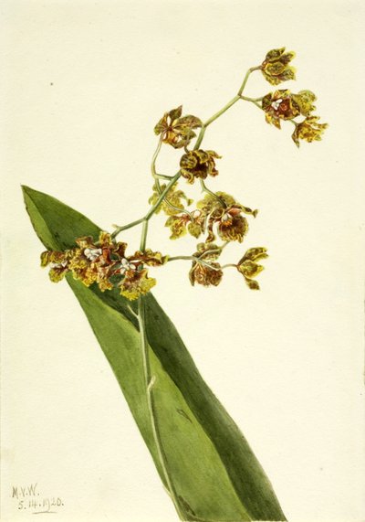 Cyrtopodium punctatum (Cyrtopodium punctatum) od Mary Vaux Walcott